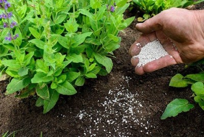 CUNG CẤP CÂY GIỐNG & PHÂN BÓN